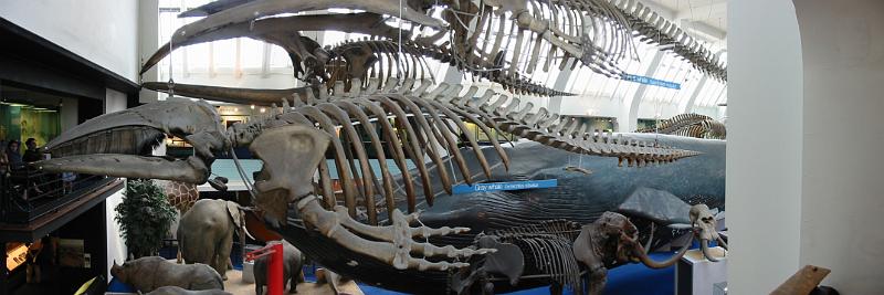 Whale Skeleton.jpg